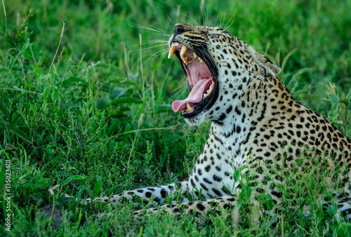 African leopard yawning, Sabi Sand Game Reserve, South Africa