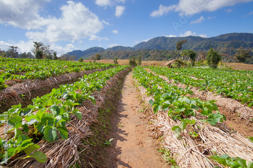 Strawberry green farm with background of mountain in north east of Thailand