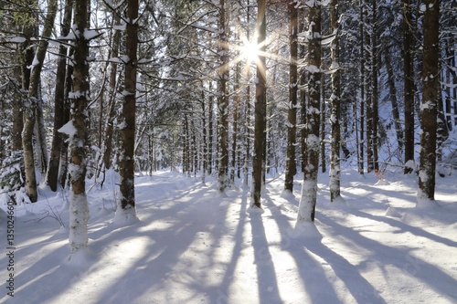 sun is shining through a wood in winter