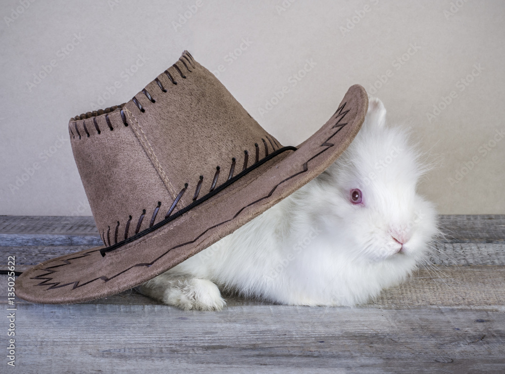 White rabbit sitting on wooden surface wearing cowboy hat