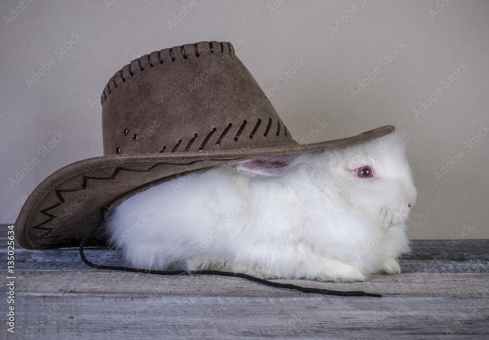 White rabbit sitting on wooden surface wearing cowboy hat