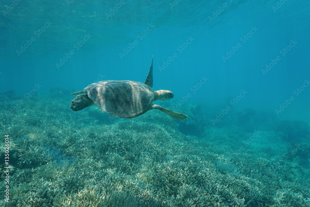Naklejka premium Green sea turtle underwater, Chelonia mydas, swimming over a coral reef, New Caledonia, south Pacific ocean 