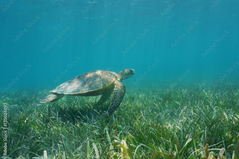 Fototapeta premium Underwater green sea turtle swims over grassy seabed, south Pacific ocean, lagoon of Grand Terre island in New Caledonia 