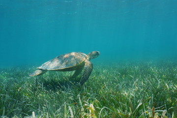 Sierkussen Schildpad Zeeschildpad boven zeegras Nieuw-Caledonië  © dam
