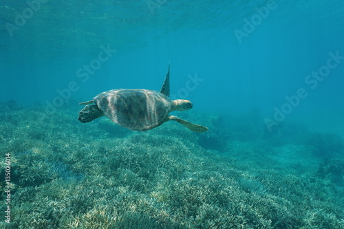 Green sea turtle underwater, Chelonia mydas, swimming over a coral reef, New Caledonia, south Pacific ocean 