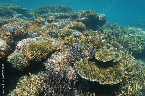 Soft and hard corals underwater on a reef in the lagoon of Grande Terre island, south Pacific ocean, New Caledonia 