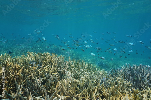 Underwater coral reef with a school of fish (mostly sergeant damselfish) over staghorn corals, south Pacific ocean, New Caledonia 