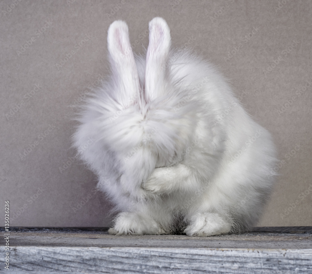 Cute little white rabbit closed eyes its paws