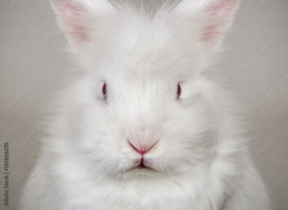 Head of cute little white rabbit close up