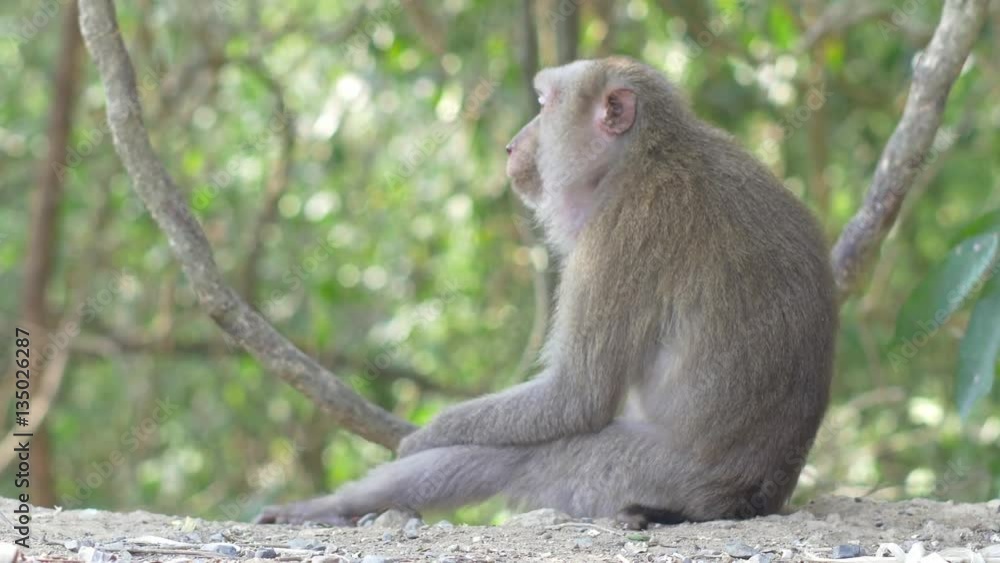 Wild rhesus monkey in natural setting are chewing and looking around Wild rhesus monkey in natural setting are chewing and looking around