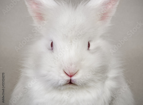 Obraz na płótnie Head of cute little white rabbit close up w salonie