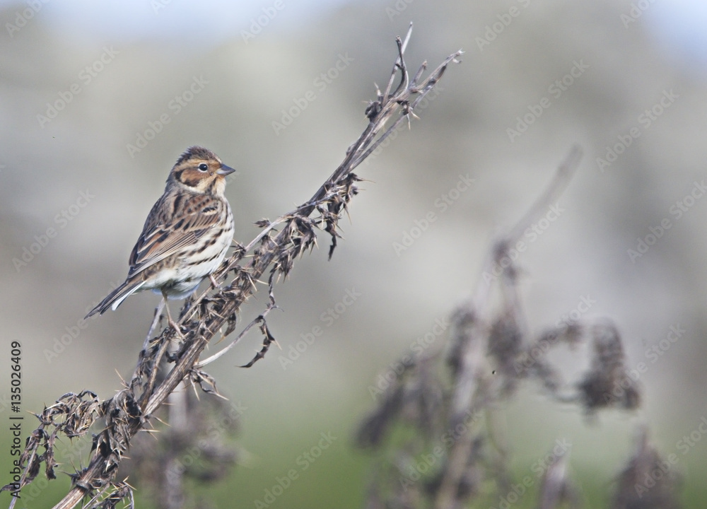 Fototapeta premium Little Bunting (Emberiza pusilla), perched on dead thistle stems, Shetland, Scotland, UK.