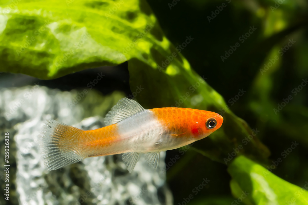 Xiphophorus hellerii KOI, swordtail Mexican Xiphophorus hellerii KOI, swordtail Mexican