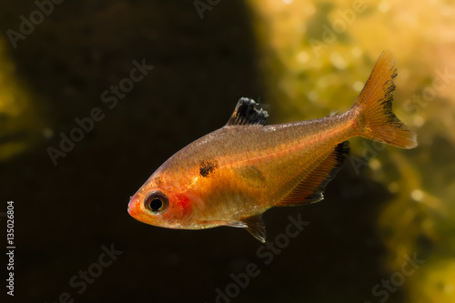 Hyphessobrycon eques, tetra bloody.