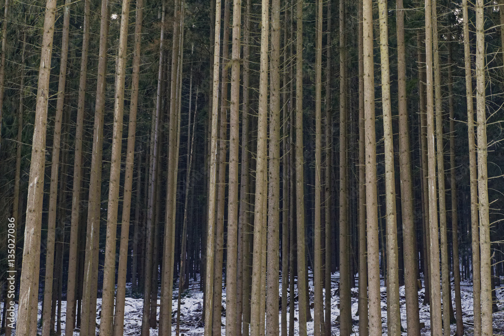 Obraz premium trees like matches in a forest