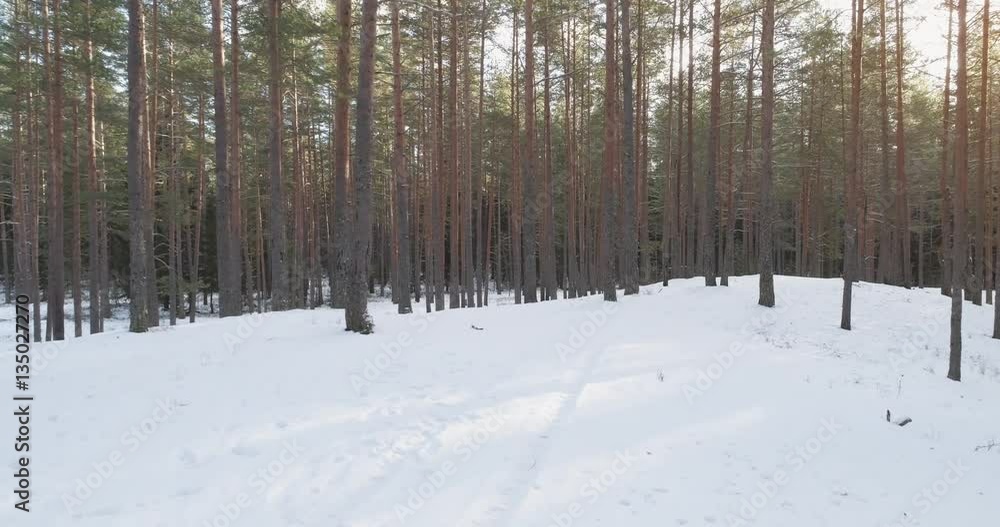Aerial forward flight in winter pine forest in sunset, 4k drone footage