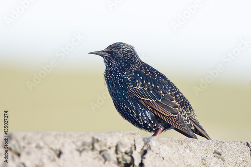 European Starling (Sturnus vulgaris) standing on a wall, Shetland, Scotland, UK.