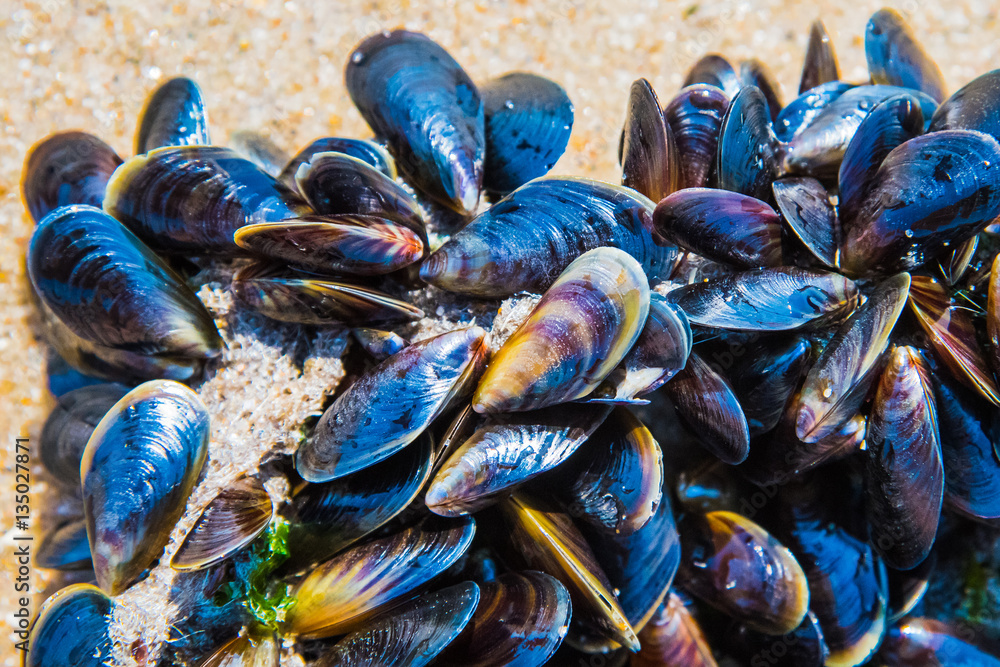 Mussel on a sandy beach. Background. Close-up.