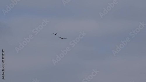 wildlife birds - crow chasing buzzard - Staffordshire, England: January 2017 photo