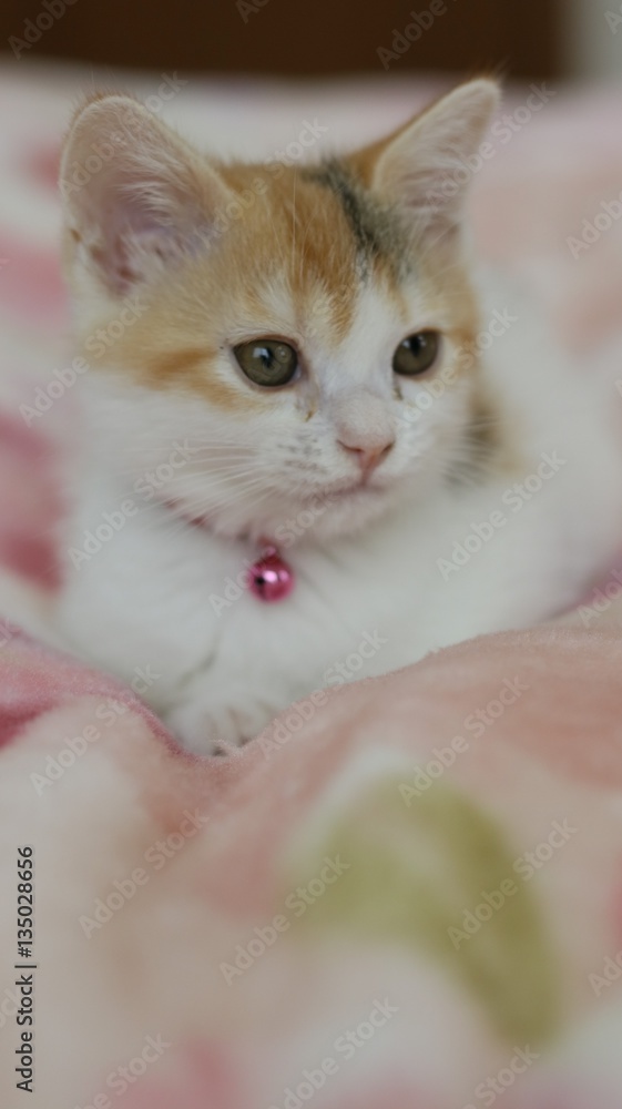 Fototapeta premium かわいい子猫