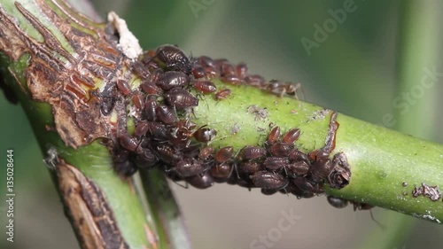 Ants farming aphids on rose plant for honeydew excrement. photo