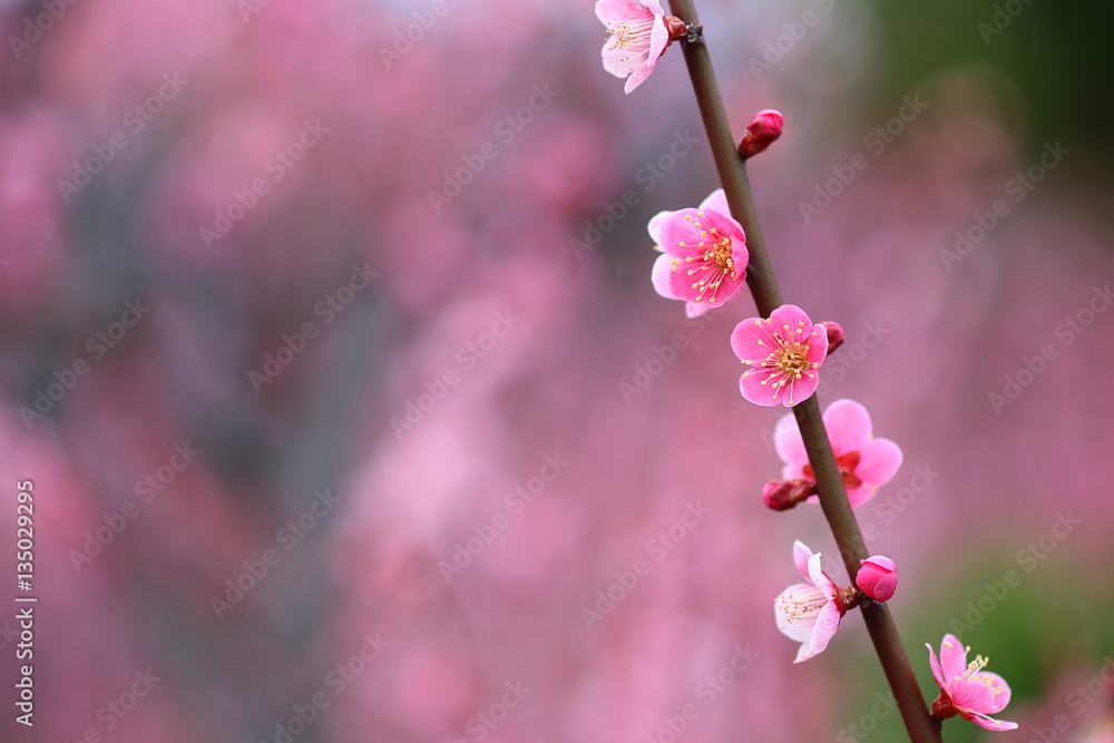 ウメ ピンクの花 ウメ ピンクの花