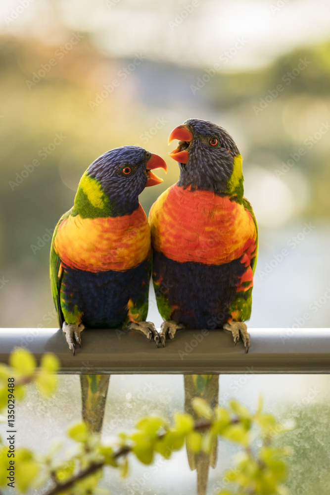 Obraz premium Vibrantly coloured Rainbow Lorikeets photographed against a blurred background - Sunshine Coast, Queensland, Australia