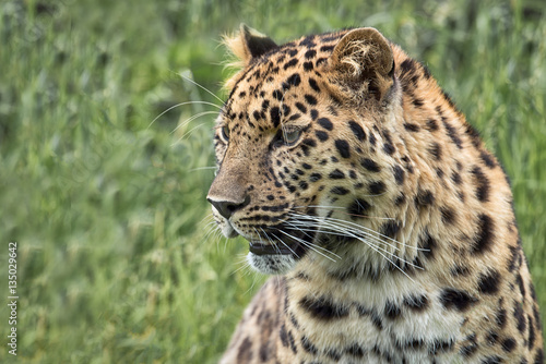 Close Profile portrait of a leopard looking slightly to the left. Detailed fur and whiskers