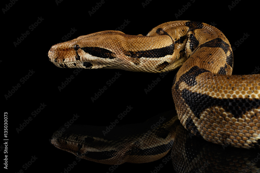 Obraz premium Attack Boa constrictor snake imperator color, on isolated black background