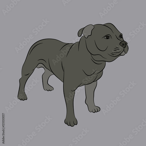 american staffordshire terrier vector illustration 
