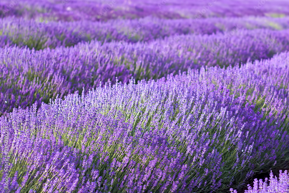 Fototapeta premium Beautiful image of lavender field landscape