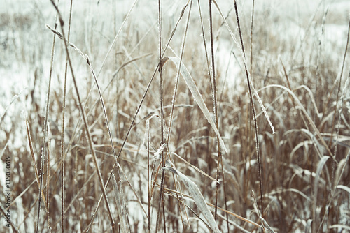 frozen grass in snow in winter