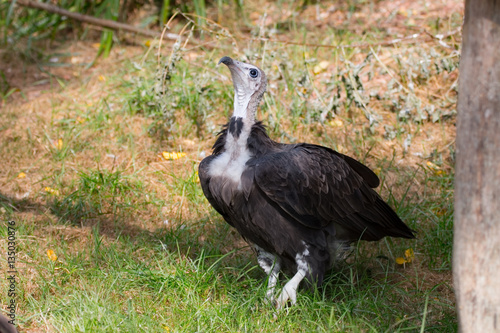 Vautour charognard