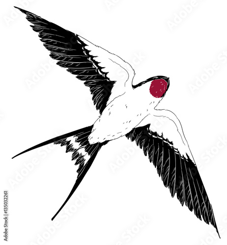 fly swallow bird in the sky realistic wings