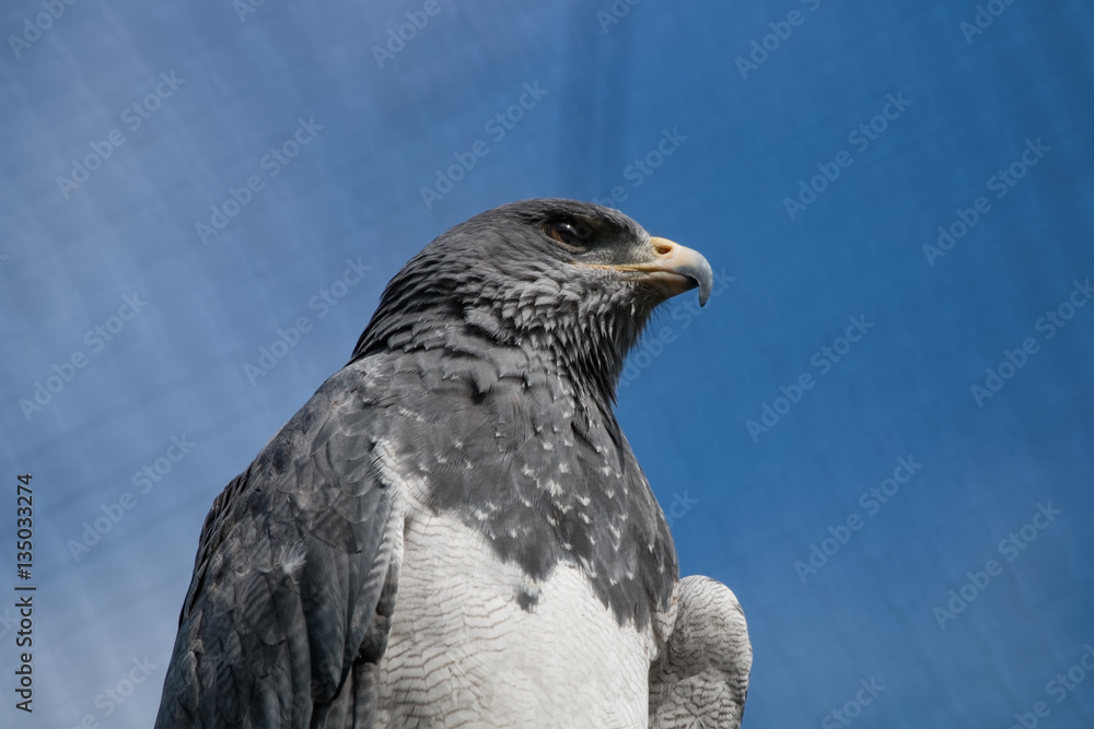 Aigle bleu du Chili