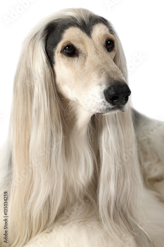Fototapet Portrait of Afghan hound dog