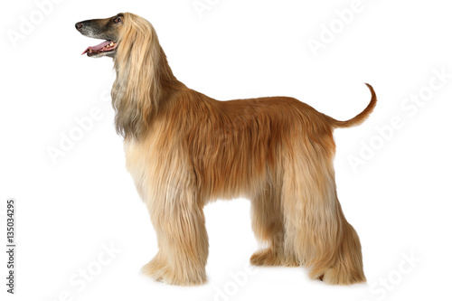 Photos Afghan hound dog