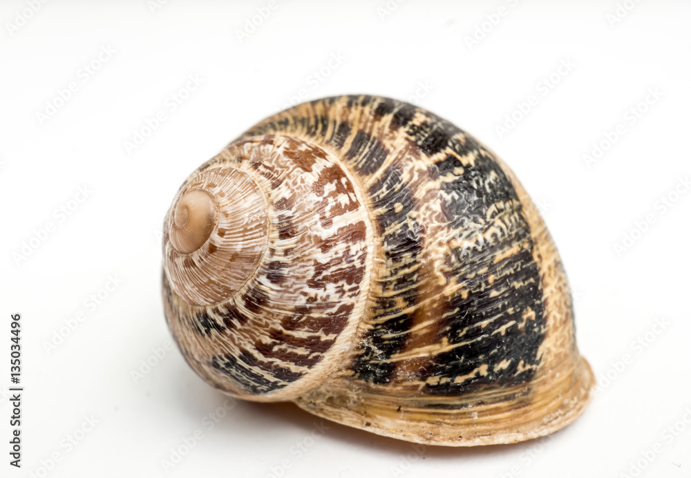 Land snail side view. An isolated snail shell over a white background spiral natural design, brown beige colors. Land snail side view. An isolated snail shell over a white background spiral natural design, brown beige colors.