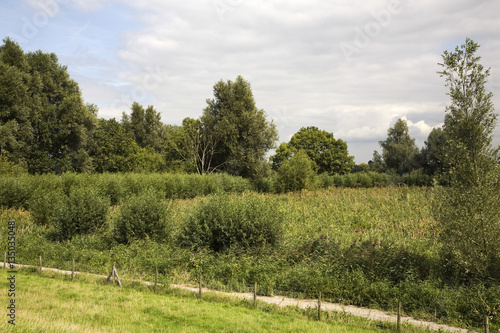 Fototapeta Naklejka Na Ścianę i Meble -  Reed and willows in Biesbosch National Park, South Holland, Netherlands