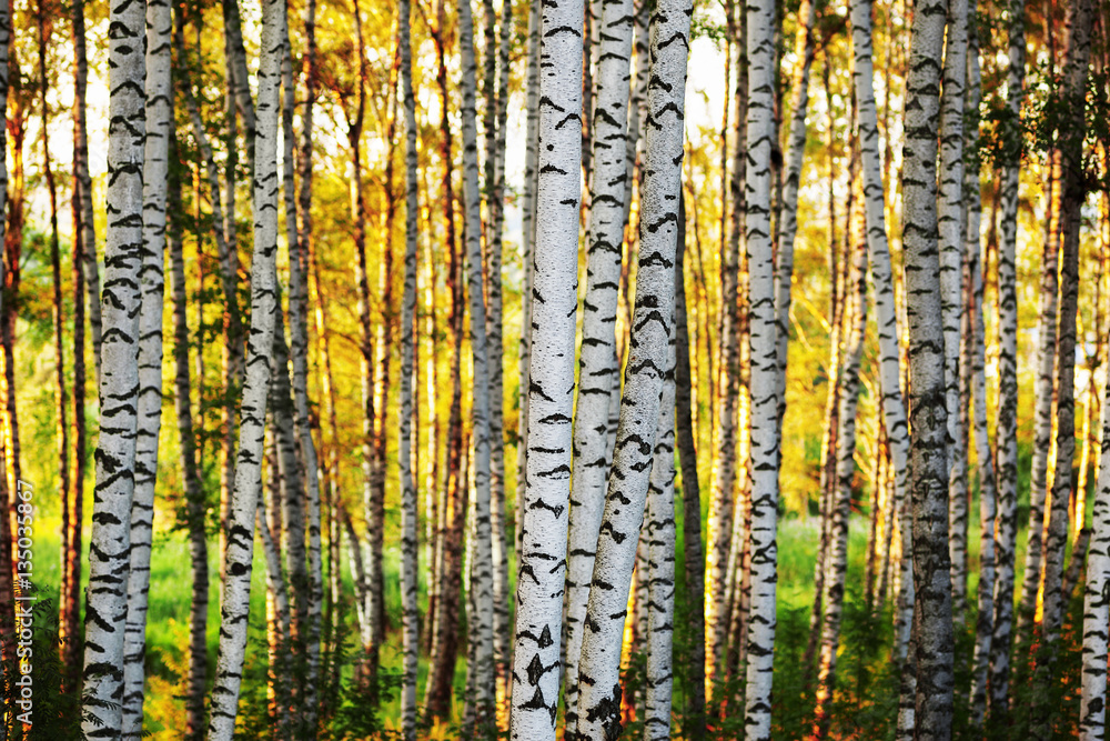 summer in sunny birch forest summer in sunny birch forest