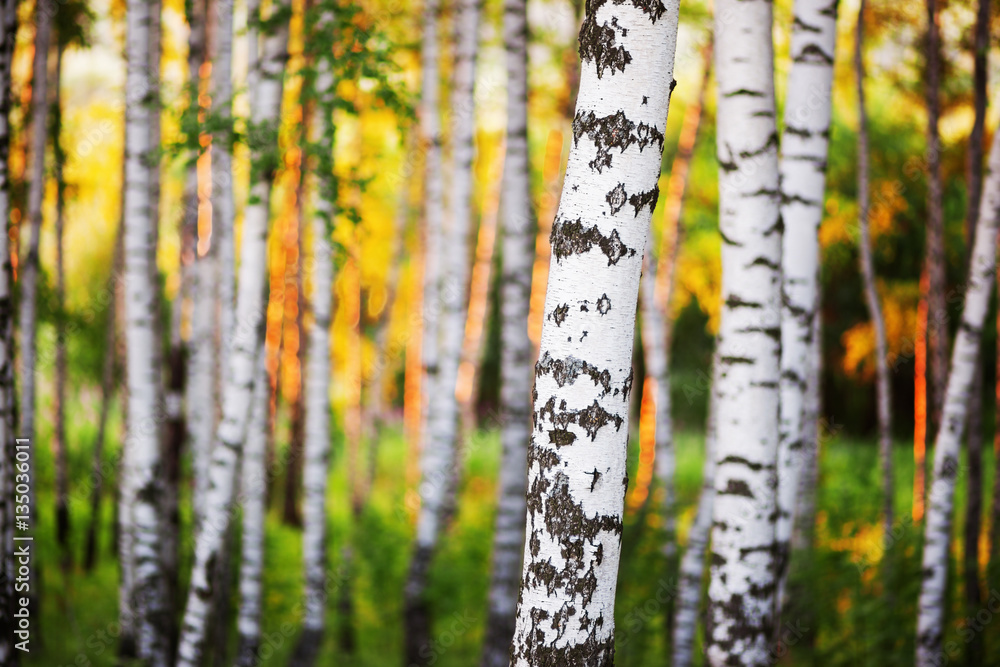 Fototapeta premium summer in sunny birch forest