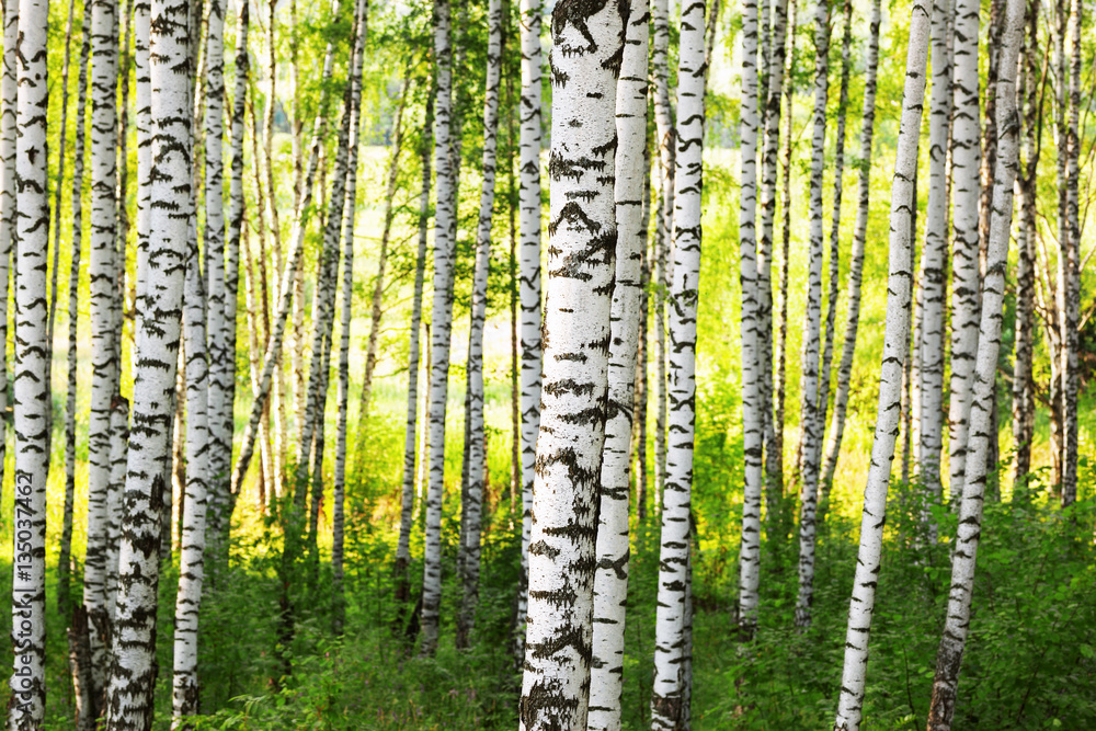 Fototapeta premium summer in sunny birch forest
