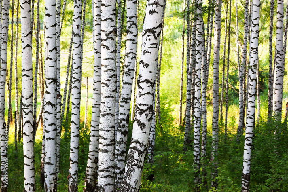 Naklejka premium summer in sunny birch forest
