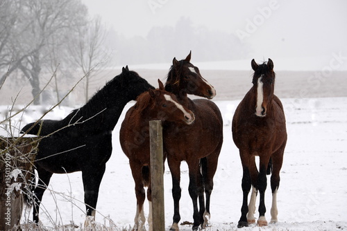 misstrauisches Quartett, 4 Junghengste bei Schneefall auf der Weide © Grubärin