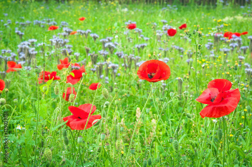 summertime - wild red poppy on a meadow
