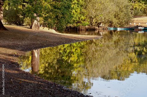 Early morning sun light up the trees reflected in the lake