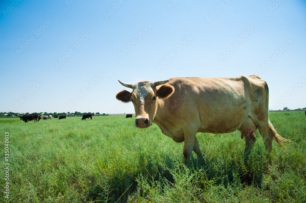 Herd of cows grazing