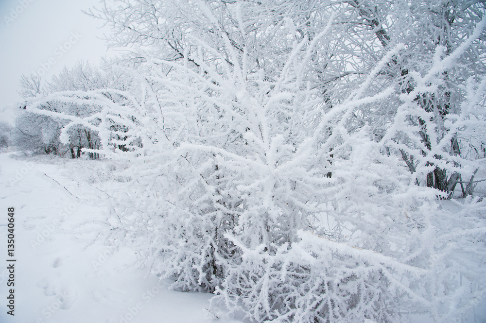 Winter trees in the snow Winter trees in the snow