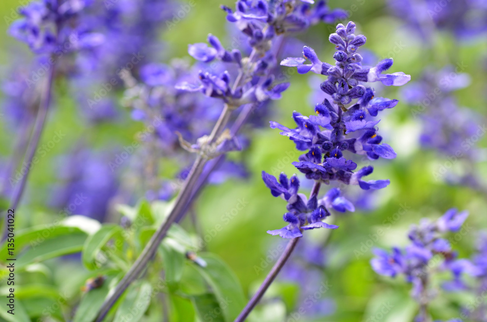 Obraz premium Blooming blue bugleweeds Ajuga