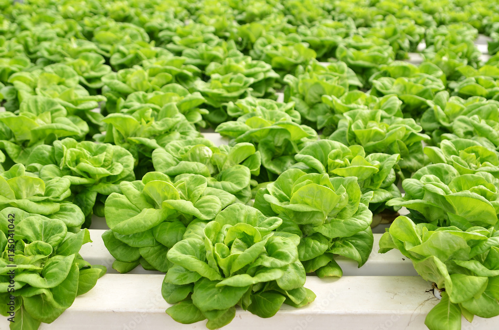 Commercial greenhouse soilless cultivation of vegetables Commercial greenhouse soilless cultivation of vegetables